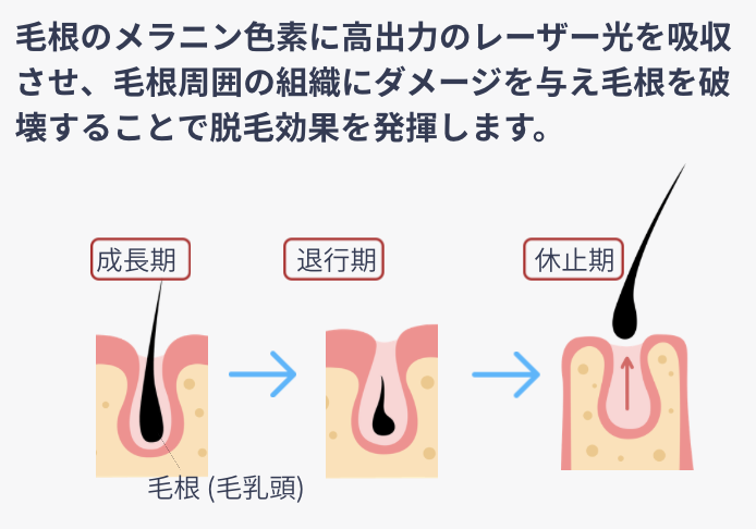 毛周期について
